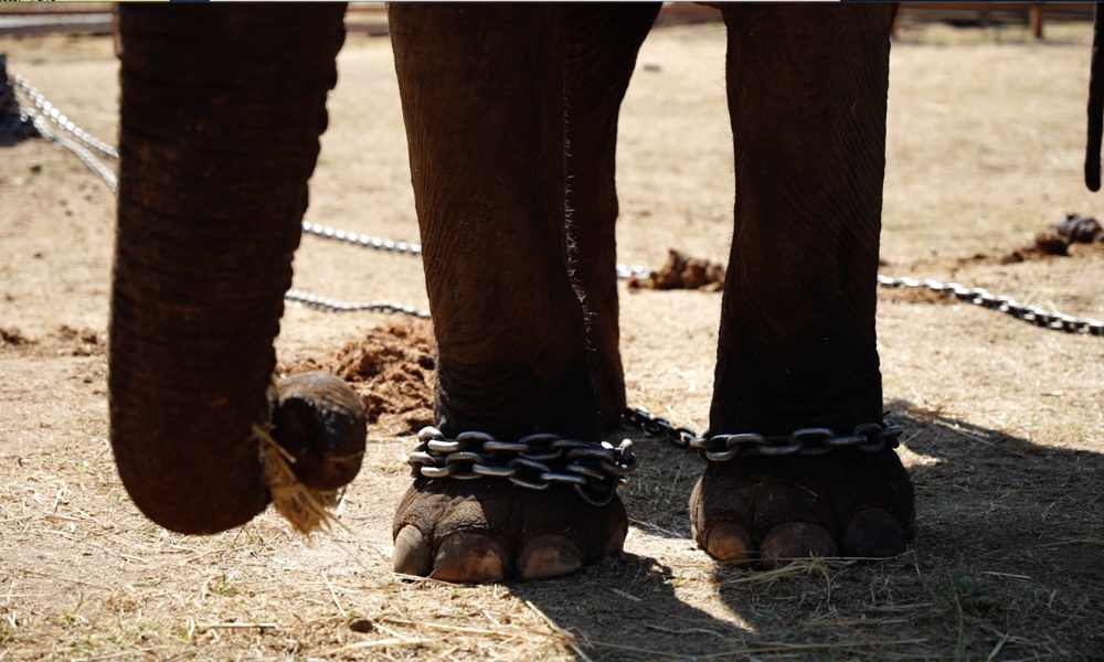 Harangi Elephant Camp & Tree Park