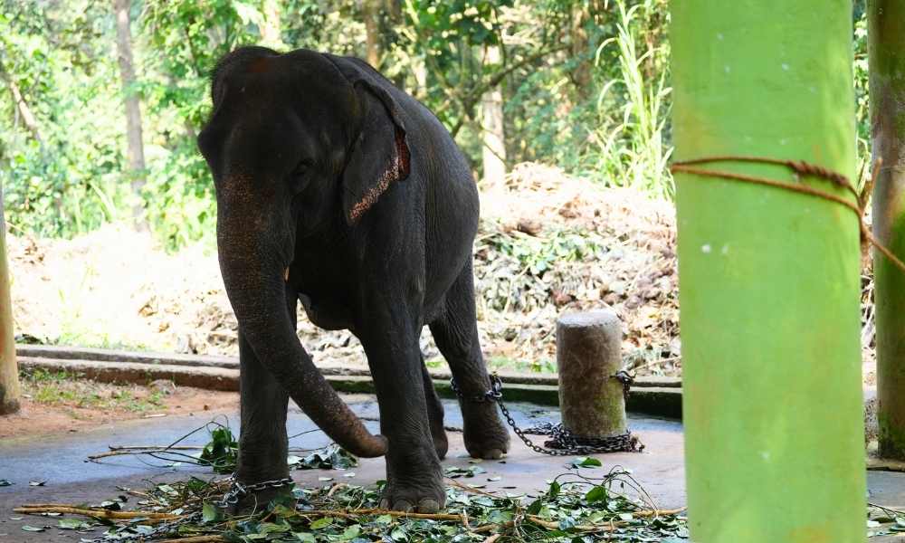 Kodanad Elephant Training Centre