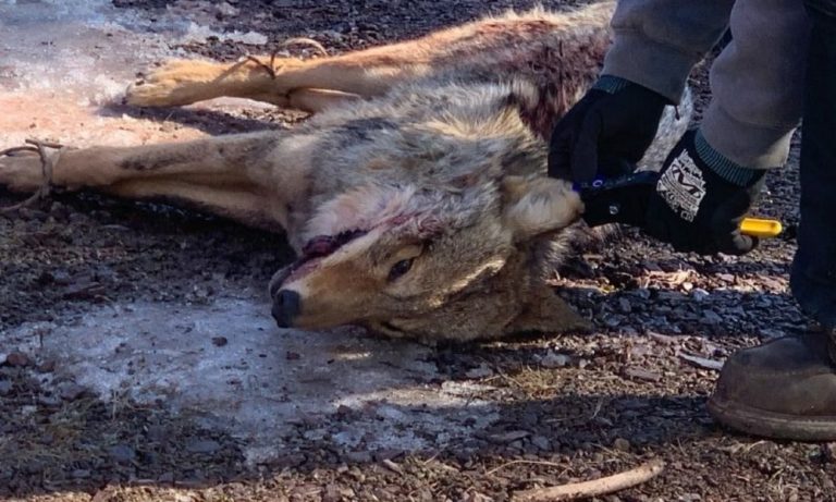 Wildlife-killing-768x461.jpg