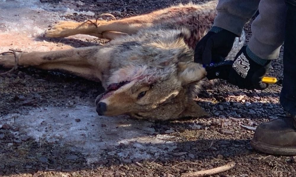 coyote killing contest