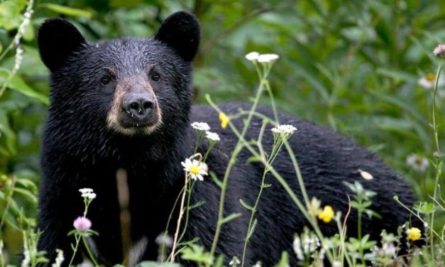 PETITION UPDATE: Horrifying Proposal to Hunt CT Black Bears Nixed!
