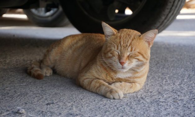 Japanese Carmakers Launch ‘Knock Knock’ Campaign to Help Save Cats’ Lives