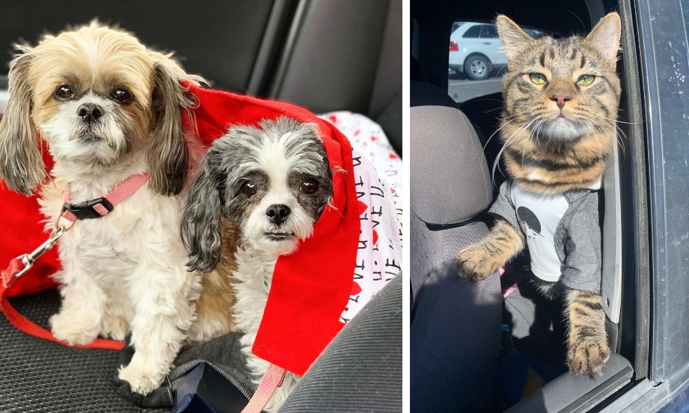 Colorado Pet Pantry Helps Families in Need with Free Food and Supplies