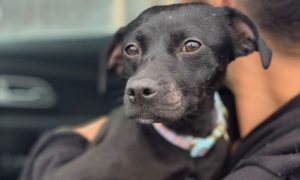 Colorado Pet Pantry