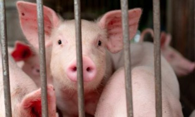 SIGN: Ban the Gas Chamber for Pigs in the US!