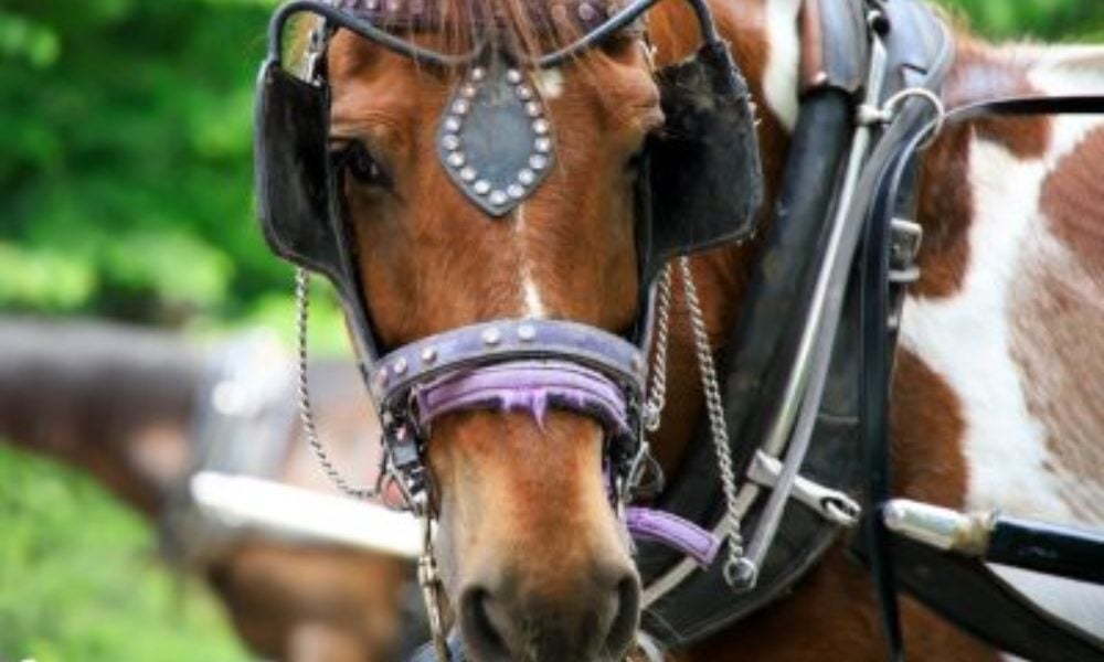 carriage horse with harness