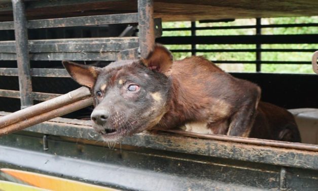 SIGN: Stop Cruel, Dangerous Transport in Sumatra’s Dog Meat Trade