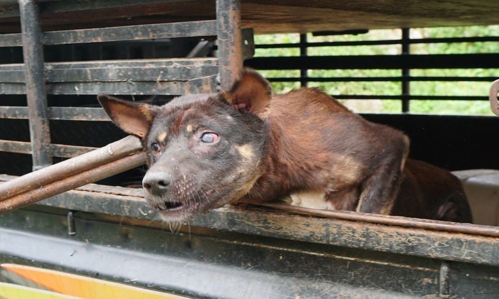 dog meat truck Sumatra