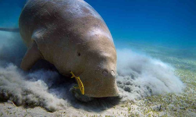SIGN: Justice For Decapitated Dugong!