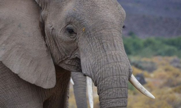 SIGN: Justice for Elephant With Trunk Cut Off
