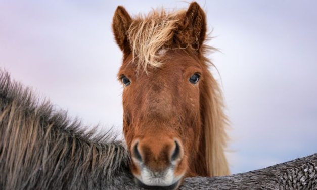 SIGN: Stop Bleeding Pregnant Mares at Iceland’s Cruel ‘Blood Farms’