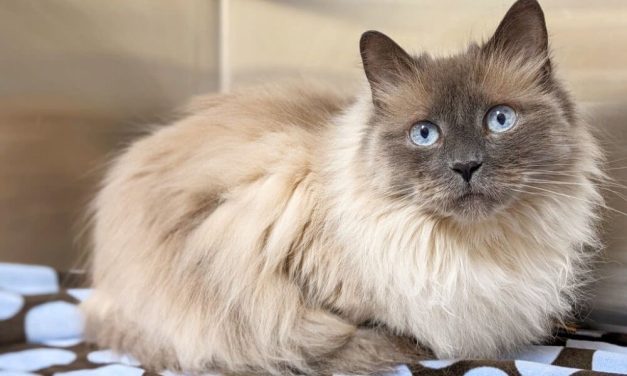 Cat Almost Killed for ‘Litter Box Issues’ Finds Loving Home