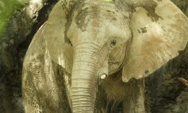 Elephant Isolated in Zoo For 30+ Years Headed to U.S. Sanctuary