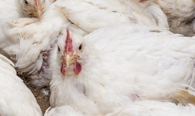 SIGN: Stop Cruel Breeding of Chickens So Large They’re Crippled Under Their Own Weight