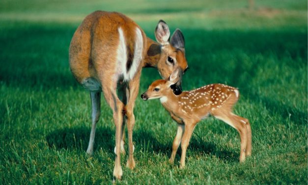 SIGN: Stop the Massacre of Beloved Park Deer!