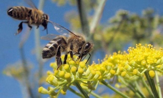 3 Ways to Protect Pollinators this Earth Day and Every Day