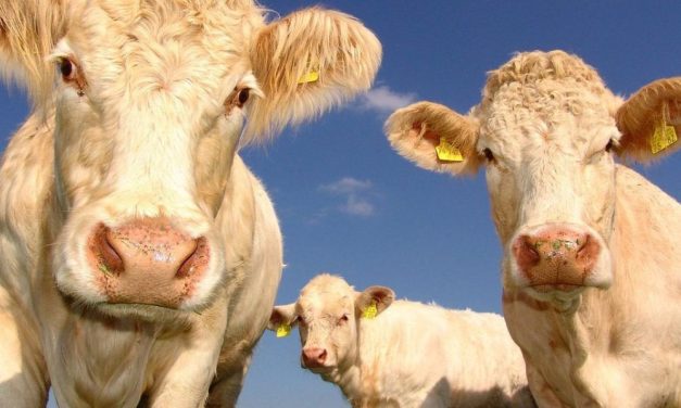 New Zealand Follows Through And BANS Cruel Live Animal Exports