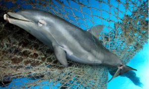 Dolphin in drift net