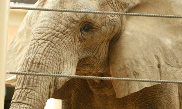 SIGN: Tell NYC to Ban Cruel Elephant Captivity!