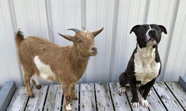 Goat and Dog Duo Find Forever Home Together