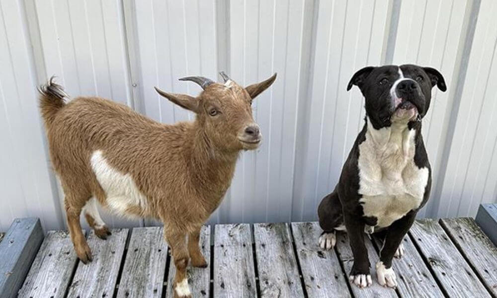 Cinnamon the goat and Felix the dog