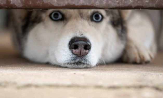 SIGN: Justice for Abandoned Husky who Died Biting Cage Bars in Apparent Attempt to Escape