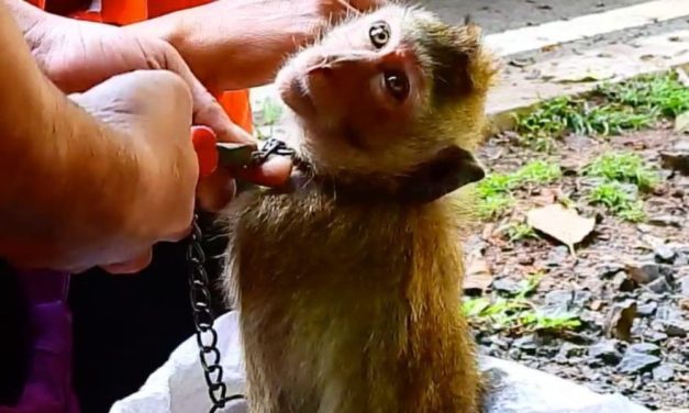Concern for Monkeys Kept as ‘Pets’ in Cambodia