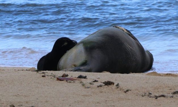 Endangered Seal Pup Born in Hawaii!