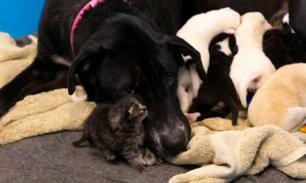 Mama Dog At Shelter ‘Adopts’ Orphaned Kitten