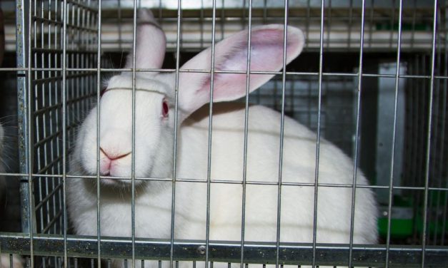 SIGN: Tell Oregon To Ban Sales of Cosmetics Cruelly Tested on Animals!