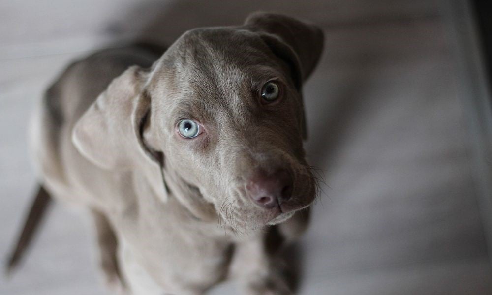 sad gray puppy