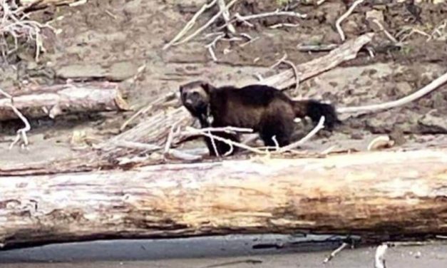Rare and Threatened Wolverine Spotted In Oregon!