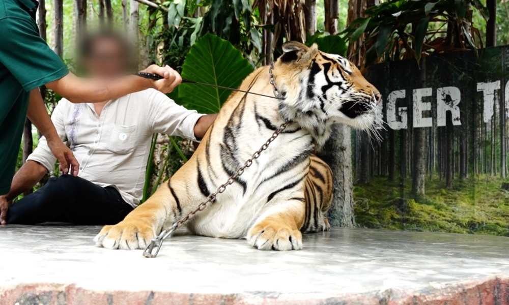 LFT Tiger Investigation