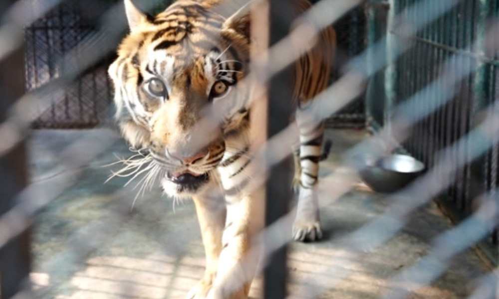 Rare video released of a family of tigers feeding on their prey in Thailand   Thai PBS World : The latest Thai news in English, News Headlines, World  News and News Broadcasts