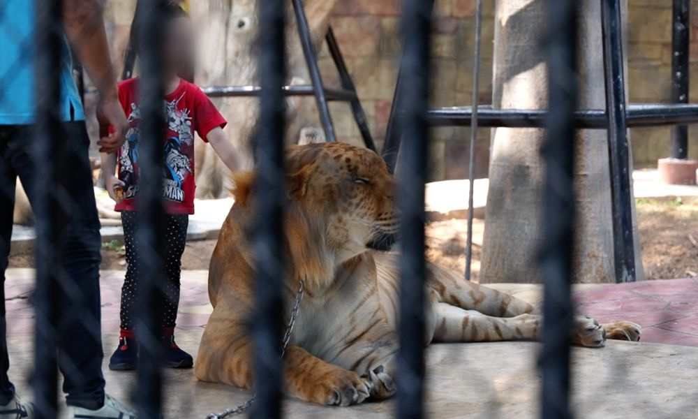 Rare video released of a family of tigers feeding on their prey in Thailand   Thai PBS World : The latest Thai news in English, News Headlines, World  News and News Broadcasts