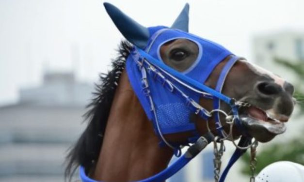 SIGN: Justice For Horses Tragically Killed For Kentucky Derby