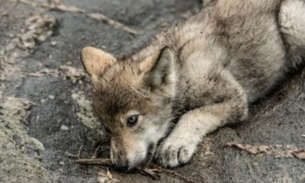 Gray Wolf Pup