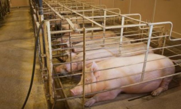 SIGN: End Cruel Gestation Crates For Pigs Across the US