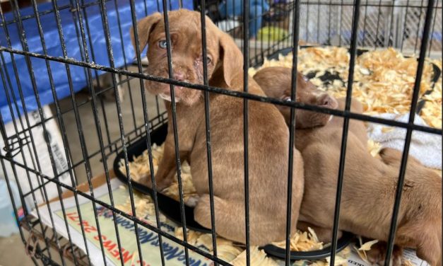 SIGN: Stop Sales of Suffering Puppies at Texas Flea Markets