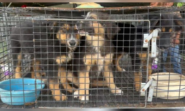 LFT Undercover Investigation Reveals Suffering Puppies at Texas Flea Market “Dog Alley”