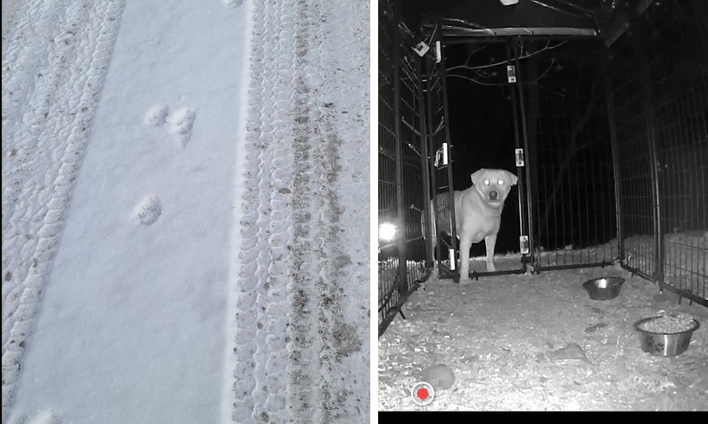 3Legged Dog Treks Through City For 246 Days Before Rescuers Help Him Home