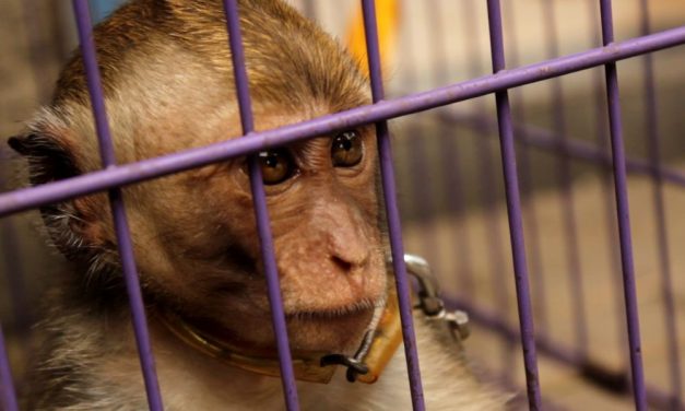 SIGN: Malaysia Must Do More to End Monkey Cruelty Online!
