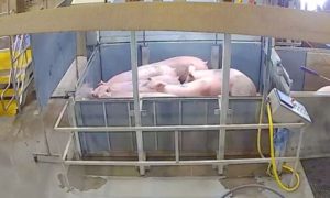 Pigs in Gondola
