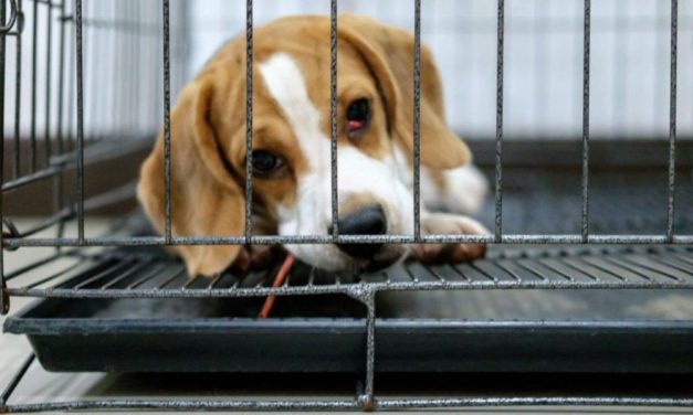 SIGN: Give Justice Department Power to Stop Animal Abuse at Research Labs & Other Cruel Facilities