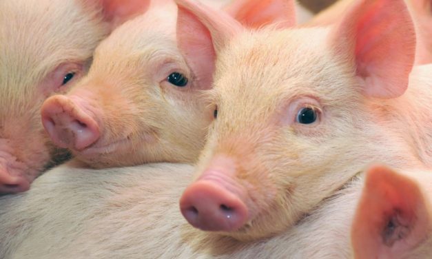 VICTORY! NJ Bans Cruel Confinement for Mama Pigs and Baby Cows
