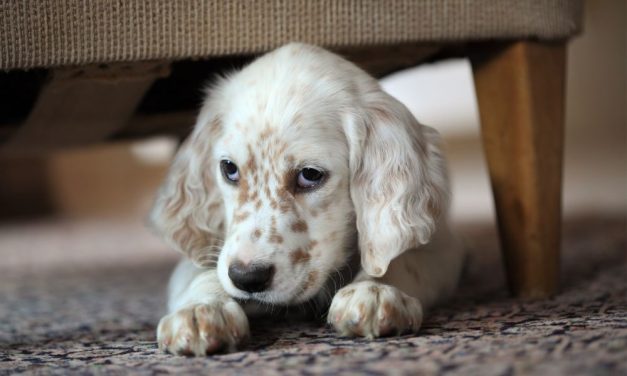 SIGN: Protect Dogs from Domestic Abusers