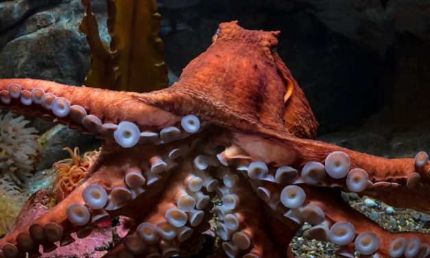 Octopus Stranded on WA Beach Saved By Caring Girl & Her Sand Bucket