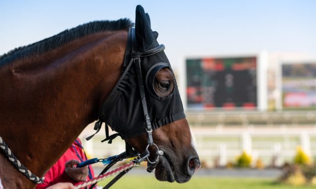 Heartbreaking Horse Deaths Suspend Racing at Maryland Track