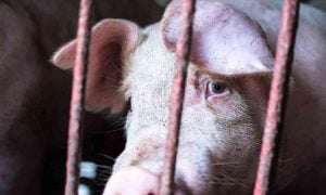 close up of a sad, scared pig with wide eyes behind bars