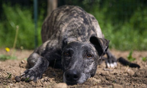 ‘Yo Galgo’: Documentary Shows Sad Plight of Spanish Hunting Dogs